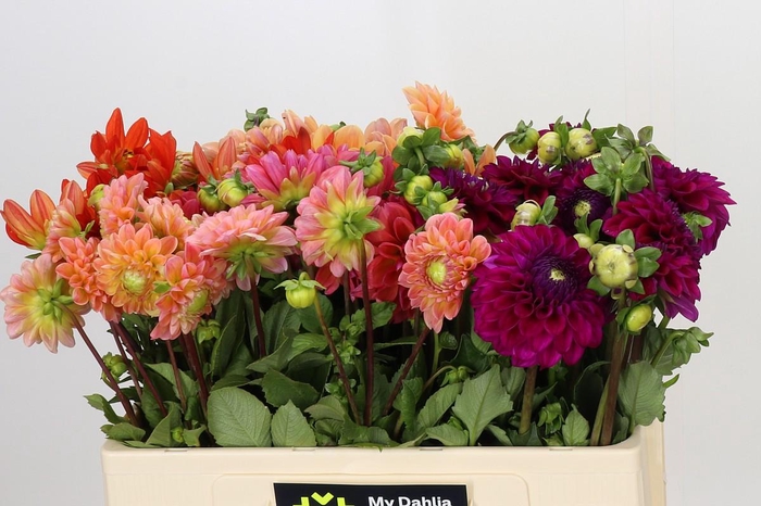 <h4>Dahlia Gemengd in fust</h4>