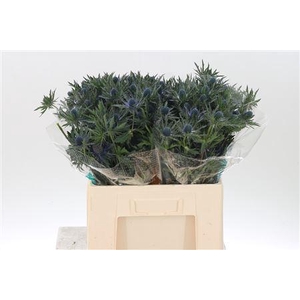 Eryngium Orion Qstar