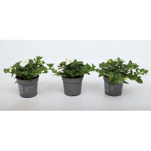 Petunia Famous White 10,5 cm