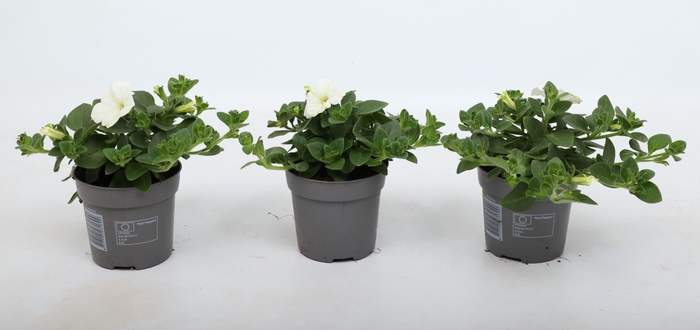 <h4>Petunia Famous White 10,5 cm</h4>