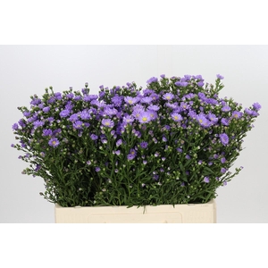 Aster Cassandra