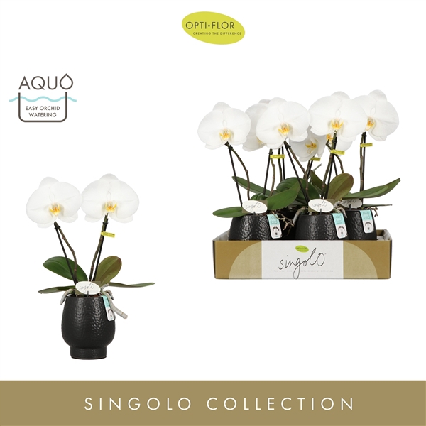 Singolo & Co Tosha in Abruzzo Black Aquo