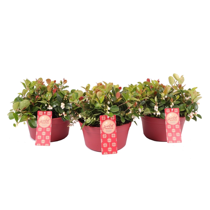 <h4>Gaultheria Big Berry</h4>