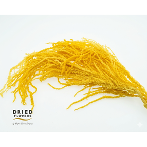 Dried Bleached Amaranthus Caudatus Yellow