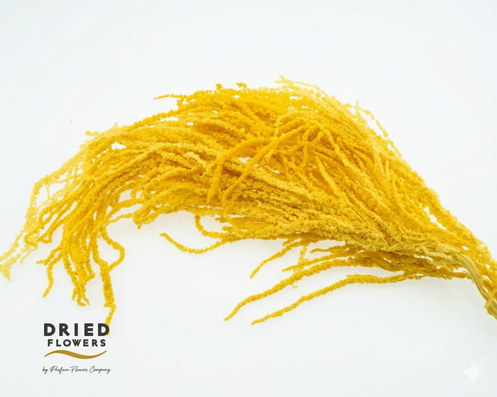 Dried Bleached Amaranthus Caudatus Yellow
