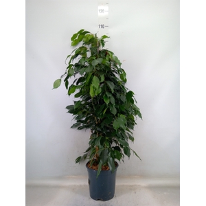 Ficus benja. 'Danielle'