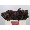 Leucadendron Saf Sunset Dark Red