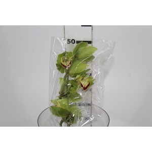 CYMBIDIUM HT MIN 5 FLS VERDE