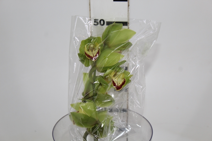 <h4>CYMBIDIUM HT MIN 5 FLS VERDE</h4>