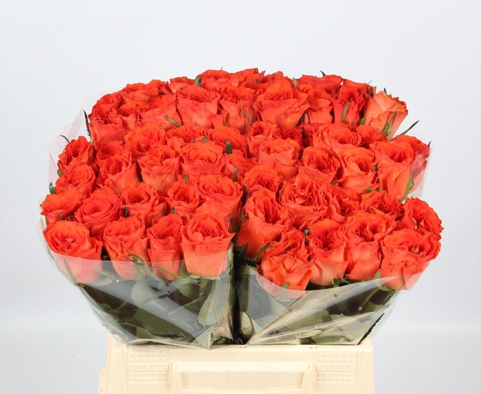 <h4>ROSA GR 'GARFIELD'</h4>