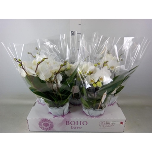 Phalaenopsis   ...white