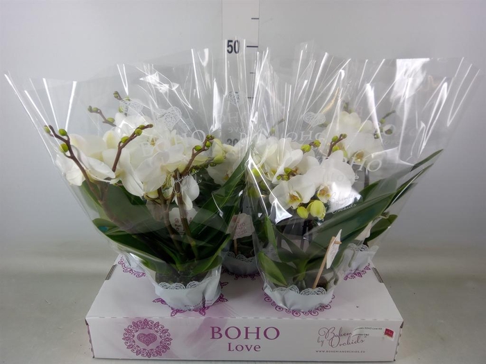 <h4>Phalaenopsis   ...white</h4>