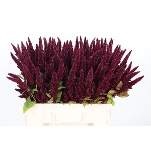 Amaranthus Overig