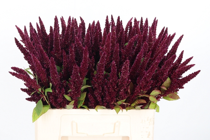 <h4>Amaranthus Overig</h4>