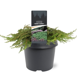 Juniperus communis 'Green Carpet' 30-40 C3