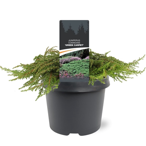<h4>Juniperus communis 'Green Carpet' 30-40 C3</h4>