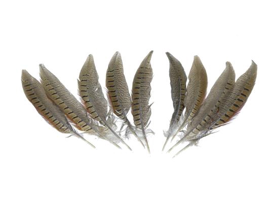 <h4>Feather Pheasant 20-25cm</h4>