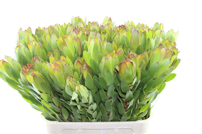 <h4>Leucad Saf Goldstrik</h4>