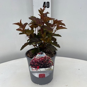 Physocarpus opulifolius