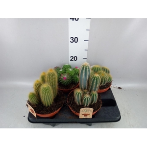 Cactus   ...mix