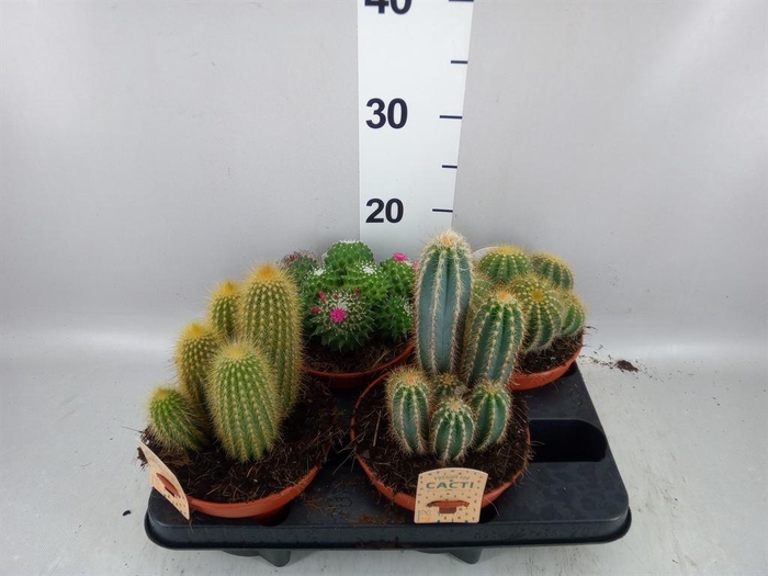 <h4>Cactus   ...mix</h4>