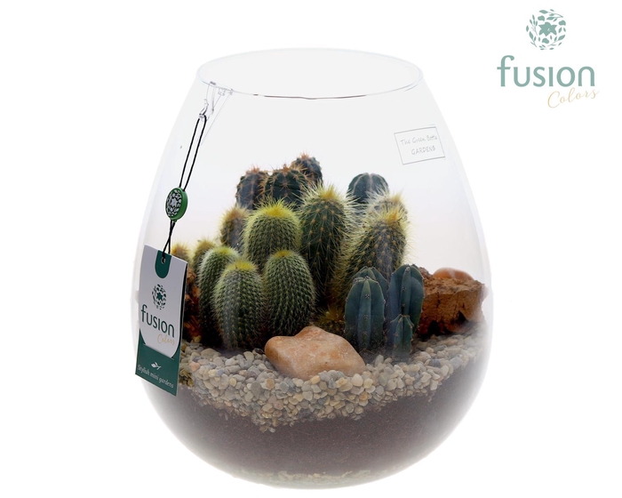 <h4>Green Bottle Abby Large met Cactussen 6pp</h4>