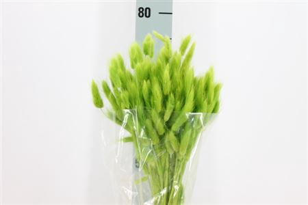 Dried Lagurus Bleached Green Bs