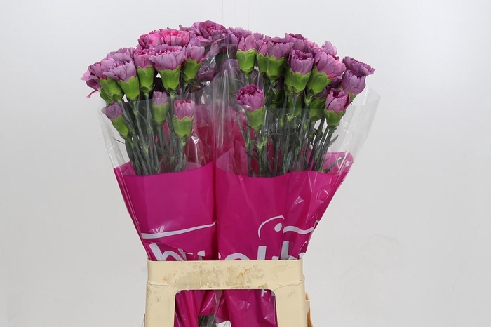 Dianthus St Hypnosis