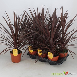 CORD AUS RED STAR