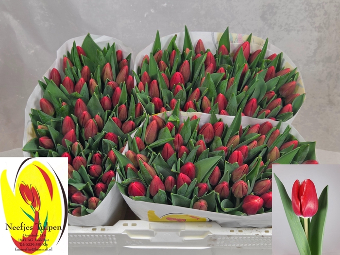 <h4>TU EN KUNG-FU</h4>