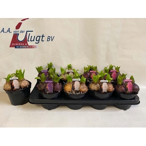 HYACIN PEAR GEM 3 KL