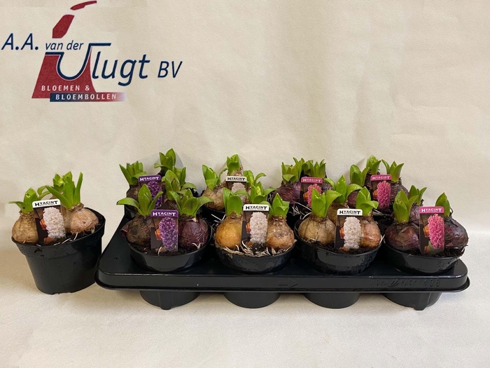 <h4>HYACIN PEAR GEM 3 KL</h4>