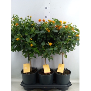 Lantana camara 'Simon Orange'
