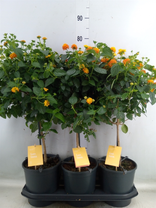 <h4>Lantana camara 'Simon Orange'</h4>