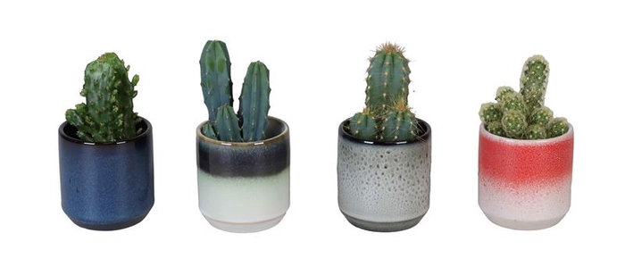 CACTUS MIX P6 L 67221