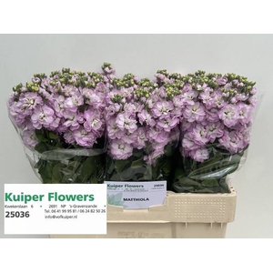 Matth Mathilda Pink Kuiper