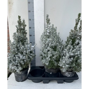 PICEA GL SNEEUW