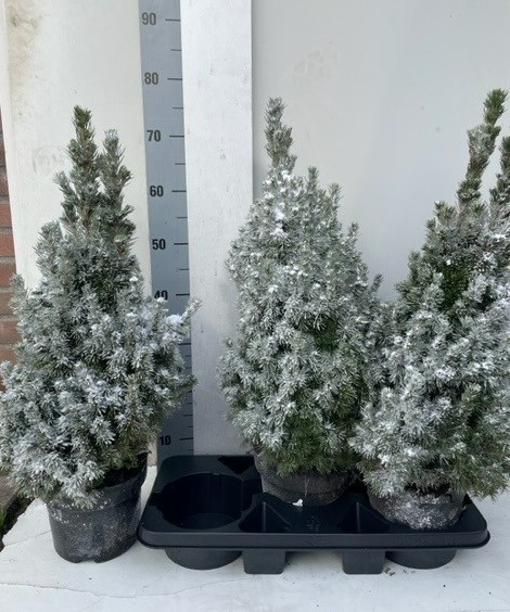PICEA GL SNEEUW