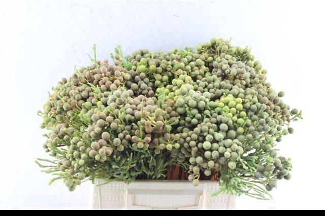 <h4>BERZ ABROTANOIDES</h4>