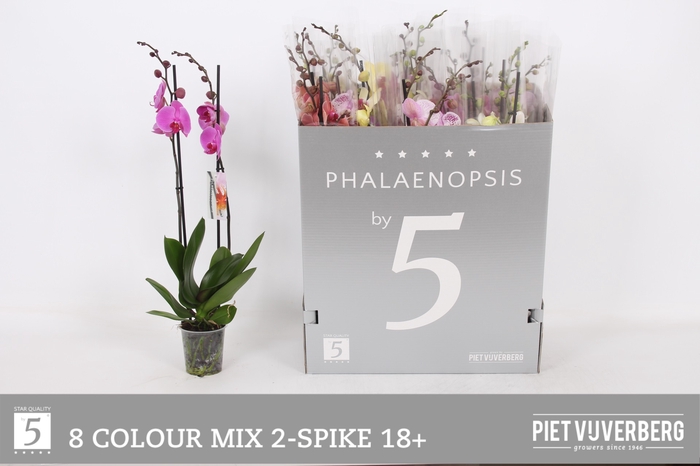 <h4>PHAL GEM 8 KL</h4>