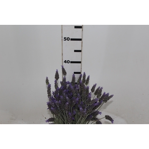 LAVANDULA CORTE