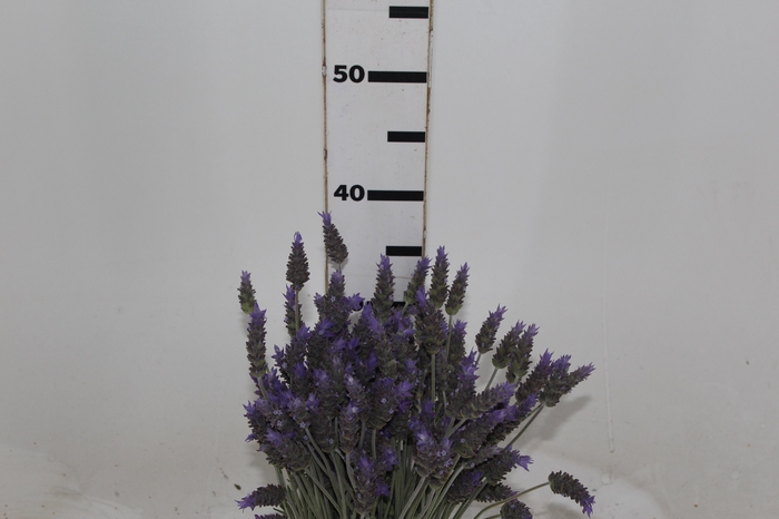 <h4>LAVANDULA CORTE</h4>