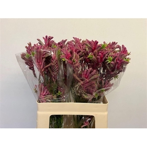 Anigozanthos flavidus 'Mini Pearl'