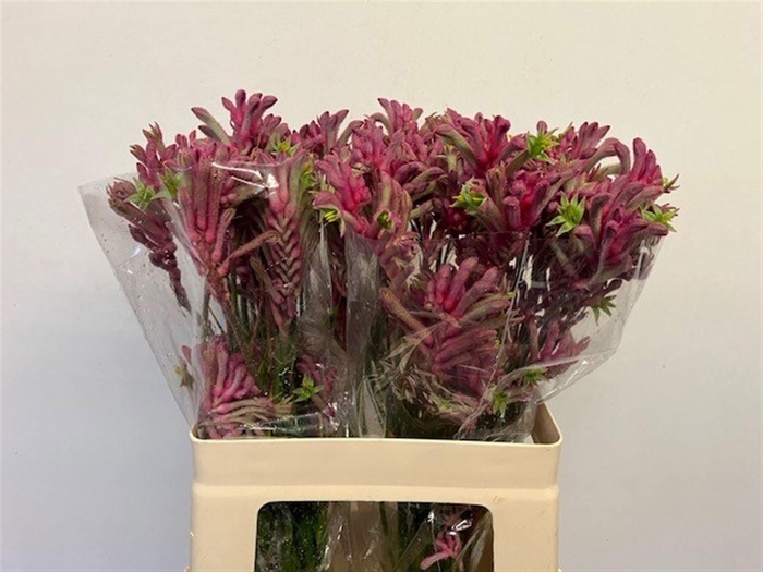 <h4>Anigozanthos flavidus 'Mini Pearl'</h4>