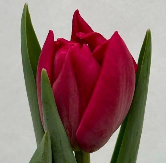 <h4>Tu Du Santiago</h4>