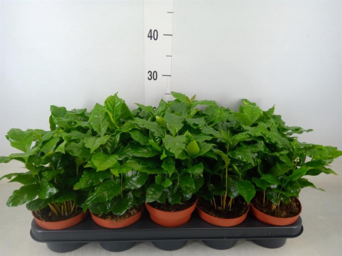 <h4>Coffea arabica</h4>