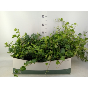 Hedera helix 'Wonder'