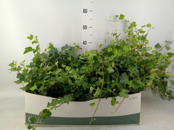 <h4>Hedera helix 'Wonder'</h4>