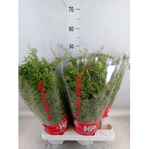 Aeschynanthus  'Green Star'