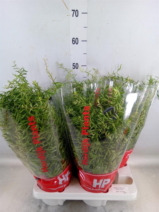 <h4>Aeschynanthus  'Green Star'</h4>